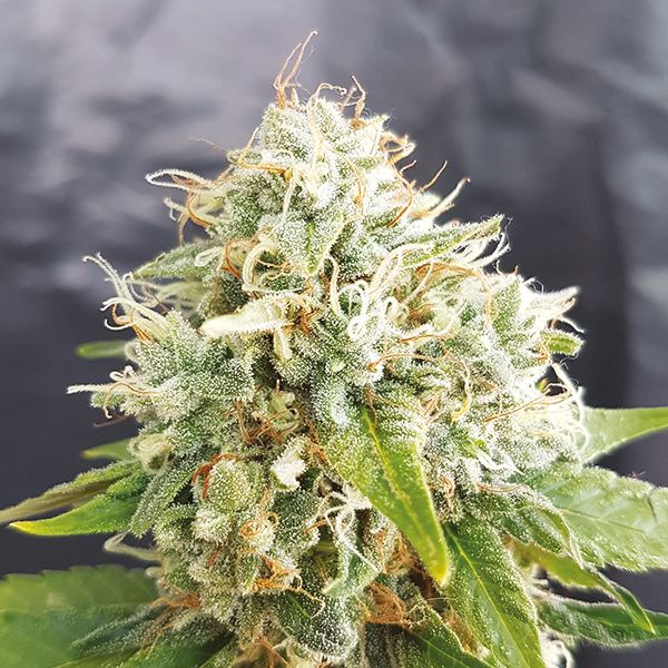 Grapefruit Autoflower 