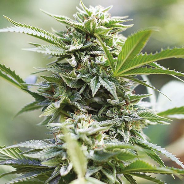 CBD Jack Herer 1 to 1 Fem CBD Jack Herer 1 to 1 Fem