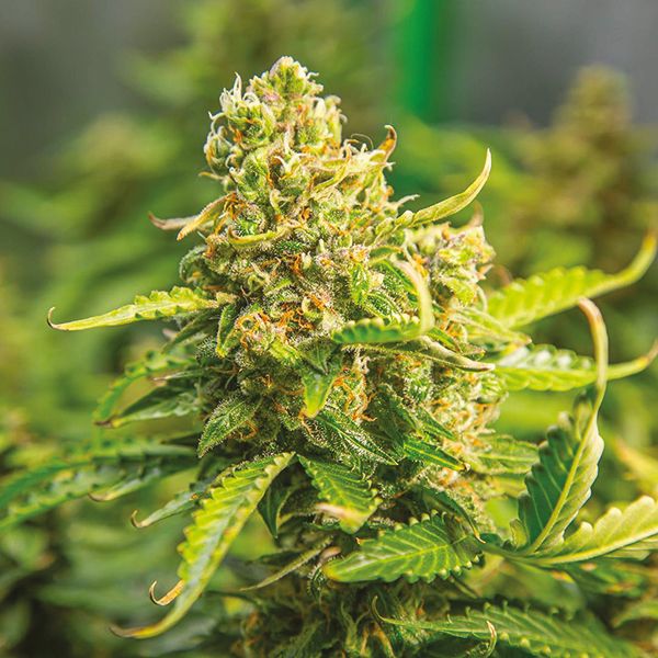 Auto Zkittlez Fem Auto Zkittlez Fem