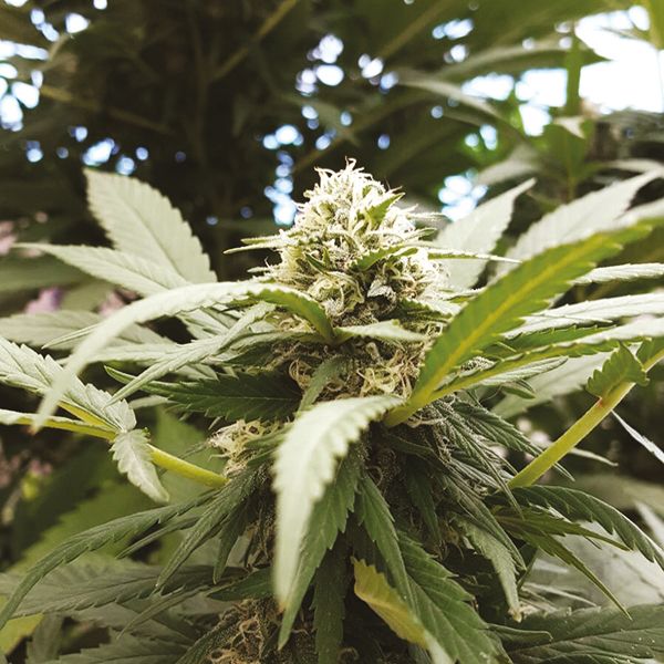 Yumbolt Weed Seeds 