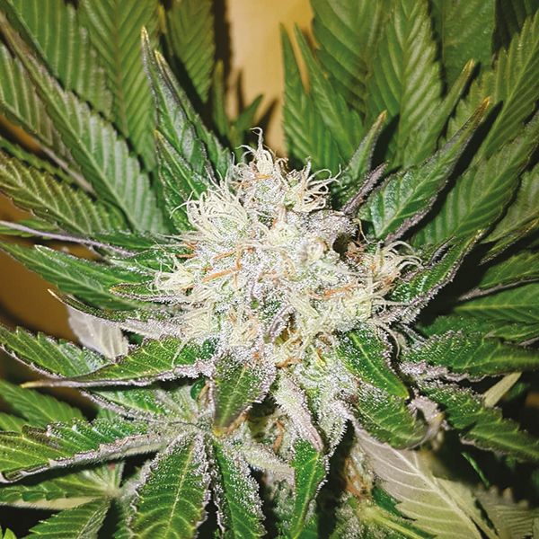 Snow Ripper Fem Snow Ripper Fem