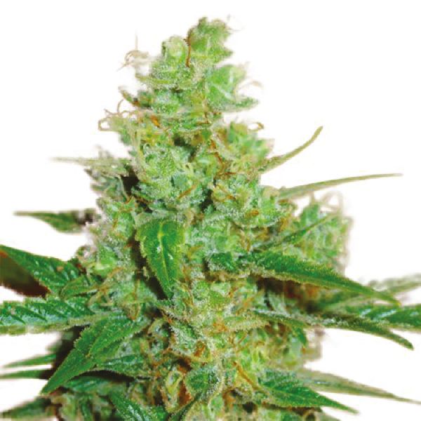 3 Kings OG Fem 3 Kings OG Fem