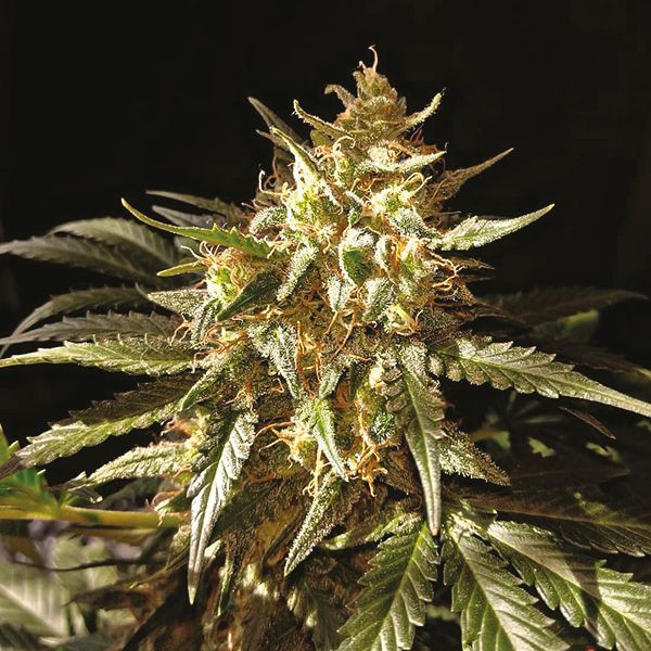 Auto Amnesia Fem Auto Amnesia Fem