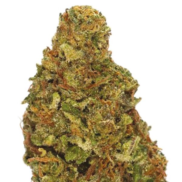 Buy Girl Scout Cookies x Cheese Strain Seeds in The USA 