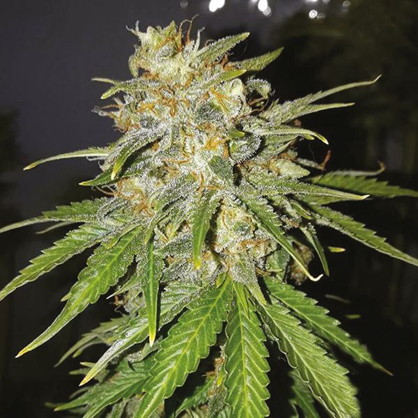 Buy Lemon Pie Seeds Online USA 
