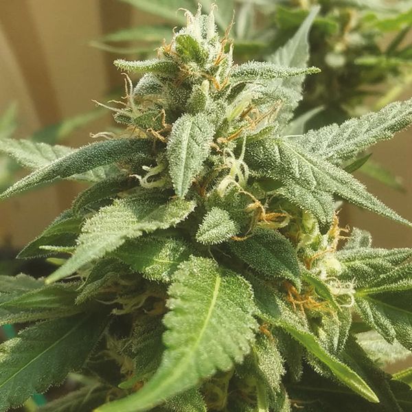 Auto Bubba Kush Fem