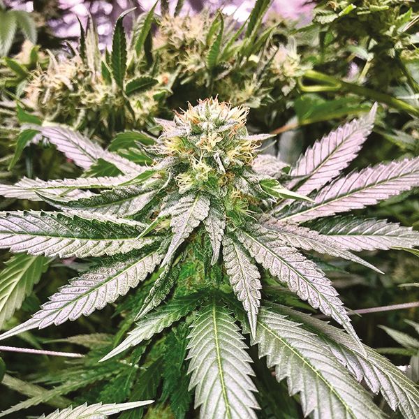 Alien Technology Reg