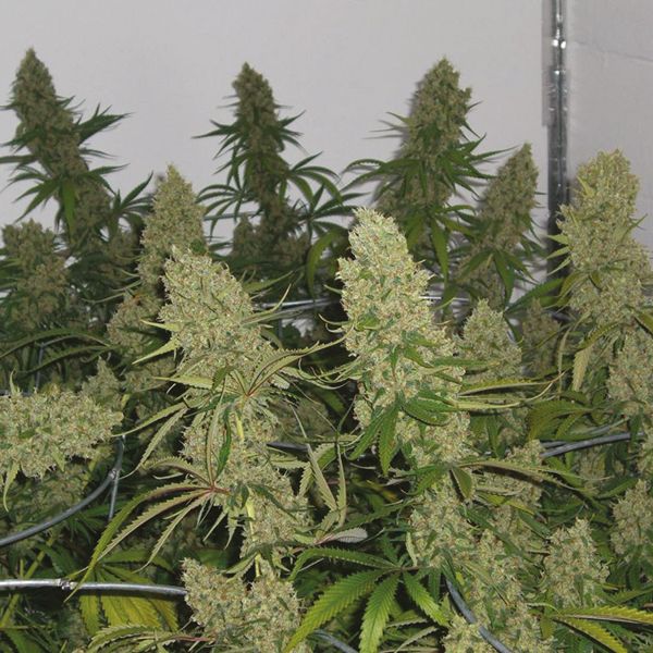 Auto Super Silver Haze Fem Auto Super Silver Haze Fem