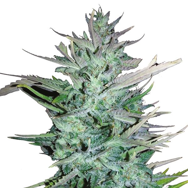 Auto Blueberry x Big Devil Cannabis Seeds For Sale 