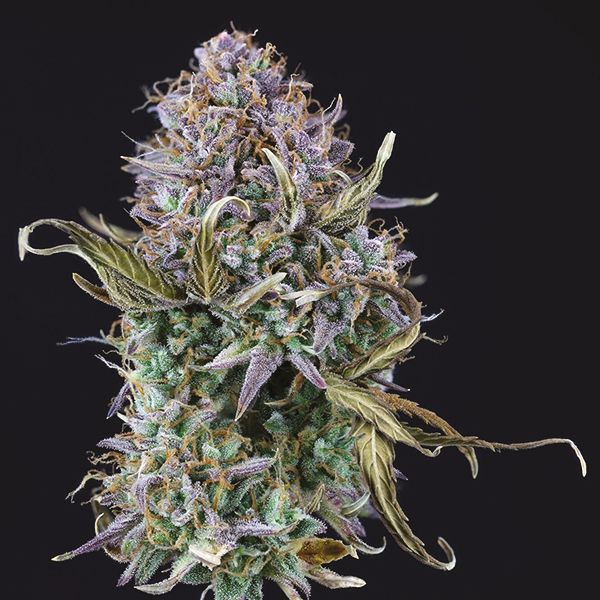 Auto OG Kush Fem Auto OG Kush Fem