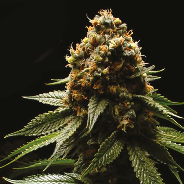 Auto Banana Kush Fem Auto Banana Kush Fem