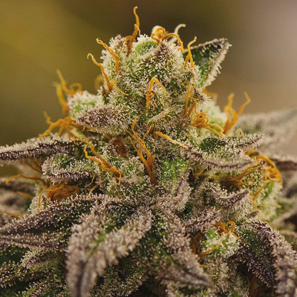 Bubba Kush Fem Bubba Kush Fem