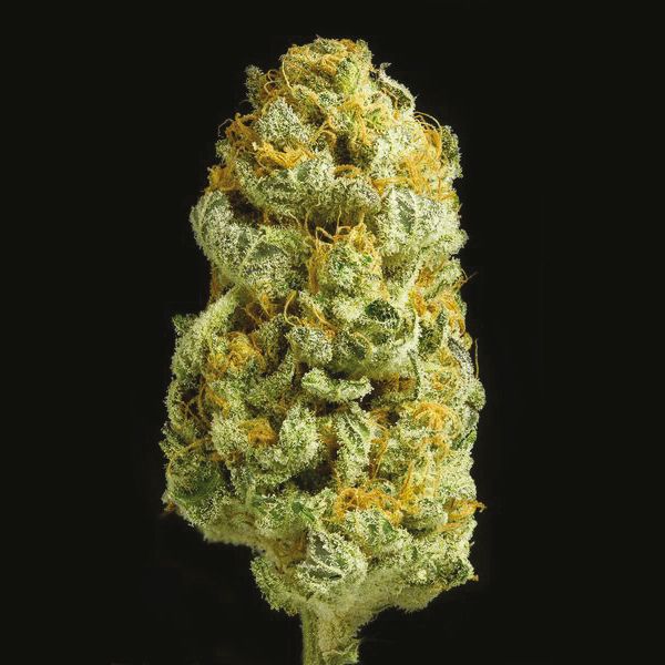 Critical x Cheese Candy Fem Critical x Cheese Candy Fem