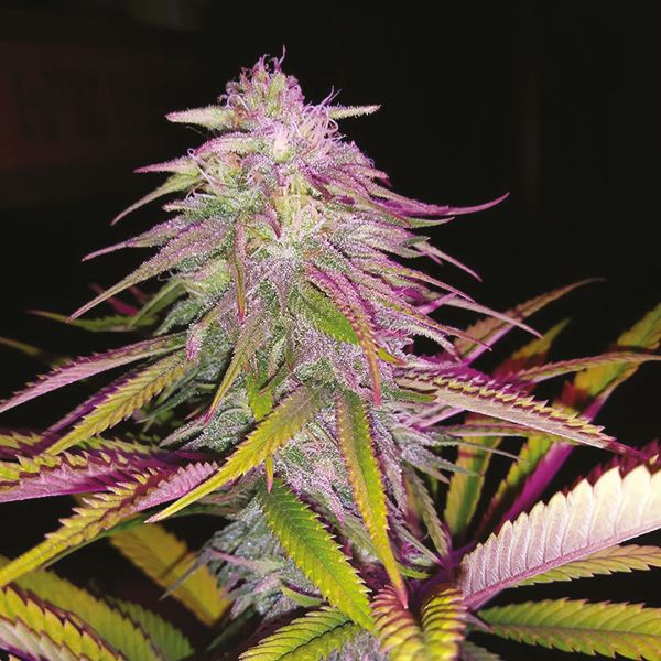 Strawberry Kush Fem Strawberry Kush Fem
