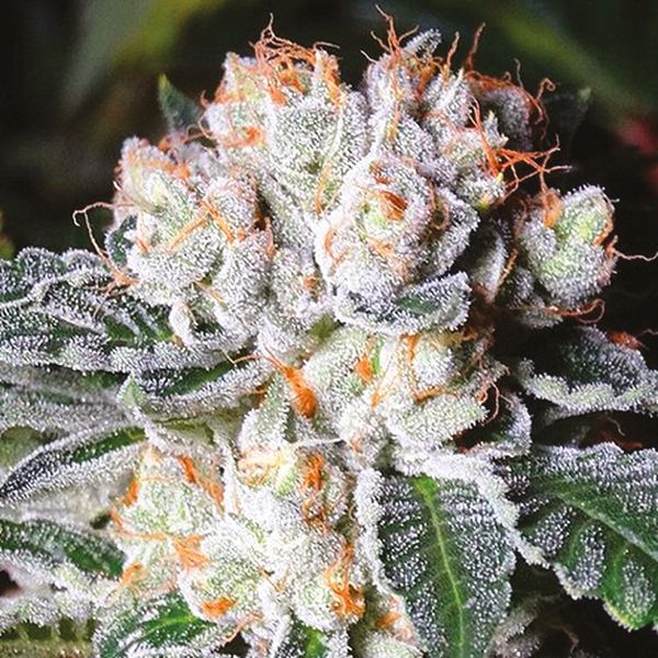 gorilla lemon fire 