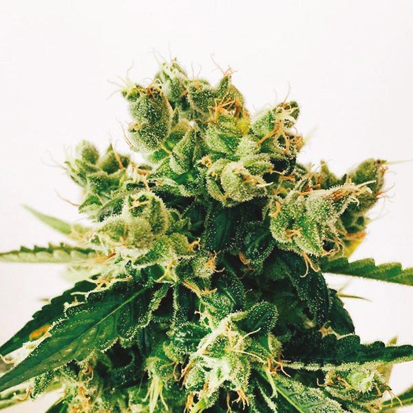 Amnesia Lemon Fast Fem Amnesia Lemon Fast Fem