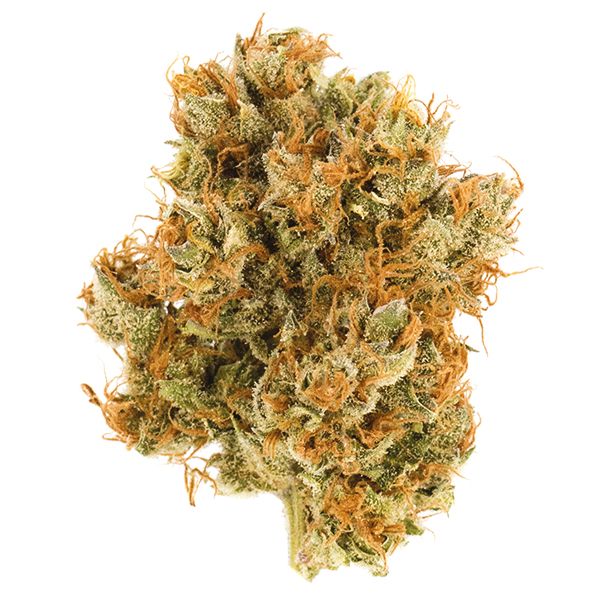 Orange Bud Fem Orange Bud Fem