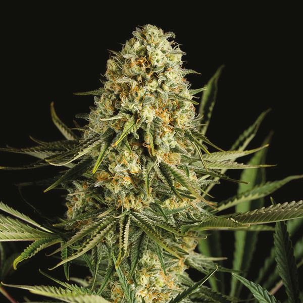 buy Critical x Cheese Candy online usa 