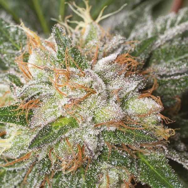 Bubba Kush Fem Bubba Kush Fem