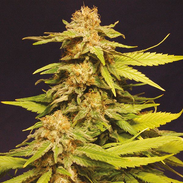 grape ape strain 