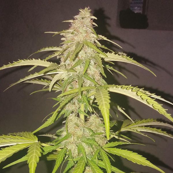 Auto Super Skunk Fem Auto Super Skunk Fem