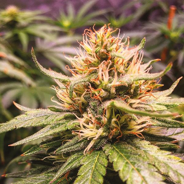 Train Wreck Weed Seeds 