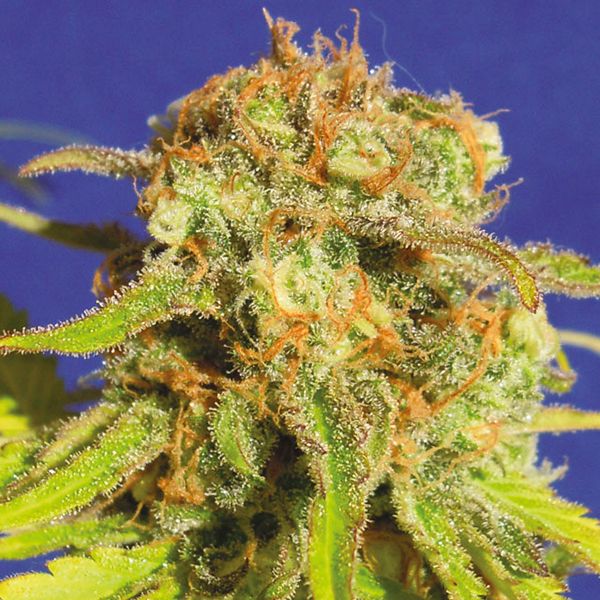 Auto Bruce Banner Fem Auto Bruce Banner Fem