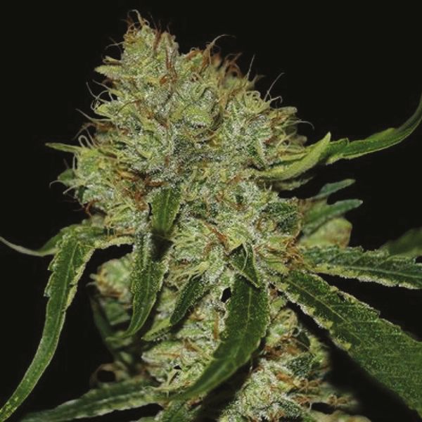 Cinderella99 x Tangilope Fem Cinderella99 x Tangilope Fem