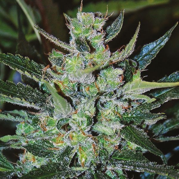 Auto Jack Herer Fem Auto Jack Herer Fem