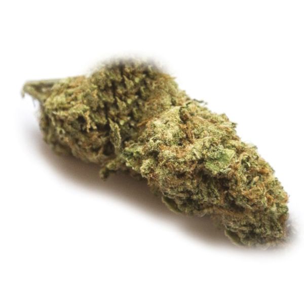 Black Domina Fem Black Domina Fem