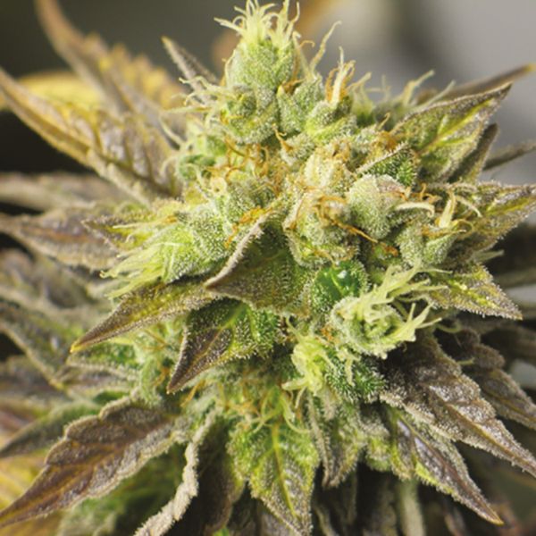 Autoflower NY Diesel Seeds for Sale USA 