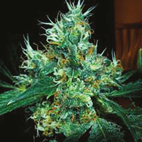 Kali Mist Fem Kali Mist Fem