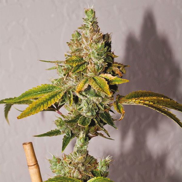 Legend OG Fem Legend OG Fem