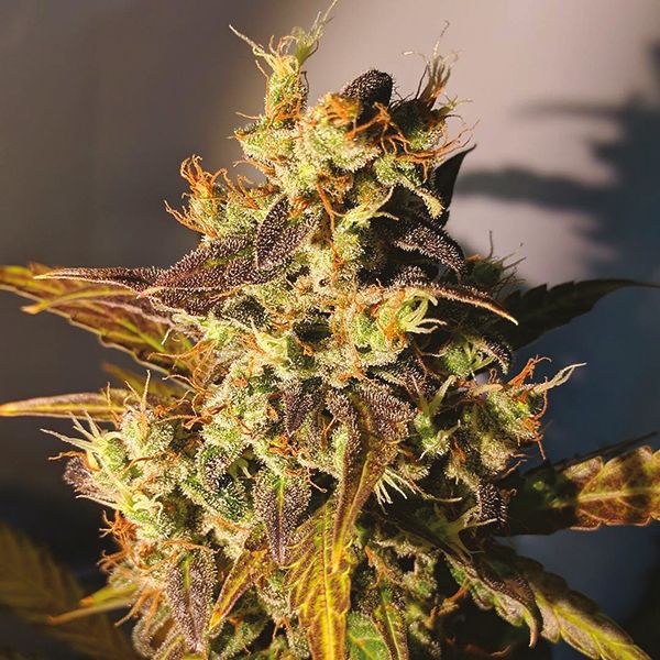 Auto Big Devil Fem Auto Big Devil Fem