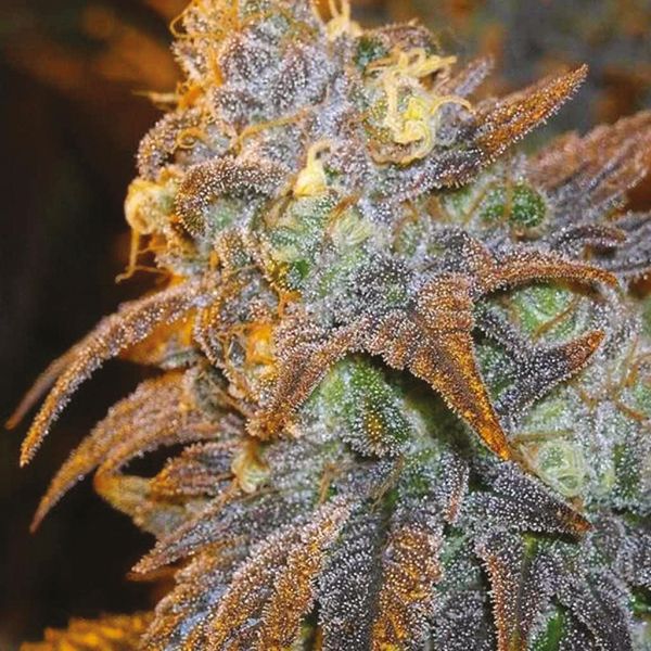 CBD Shiskaberry x Candida 1 to 1 Fast Fem