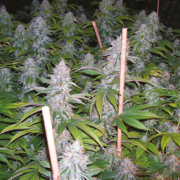 Legend OG Fem Legend OG Fem