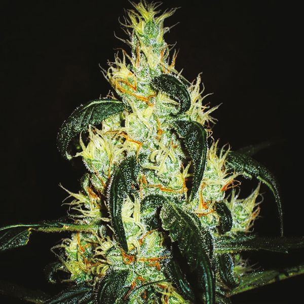 Auto Skunk Fem Auto Skunk Fem