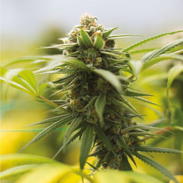 Buy Blue Dream Seeds Online USA 