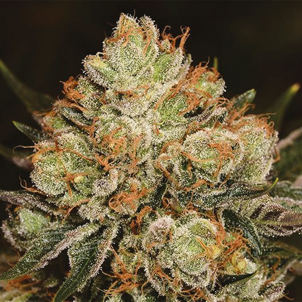 Alien OG Fem Alien OG Fem