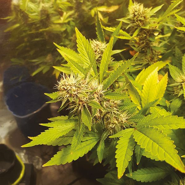 Auto Banana Kush Fem Auto Banana Kush Fem