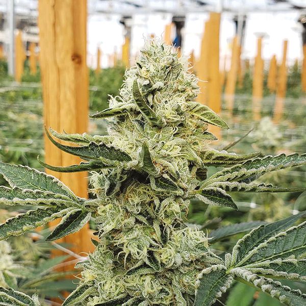 Auto Wedding Cake Fem