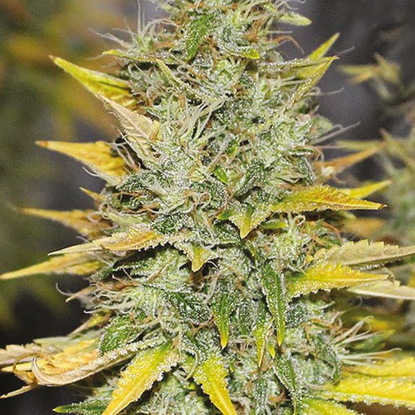 Buy Gold Leaf Autoflower Marijuana Seeds