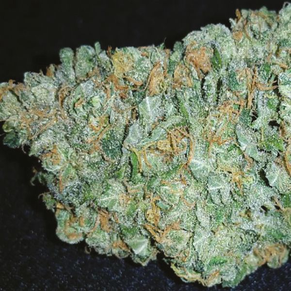 Great White Shark Fem Great White Shark Fem