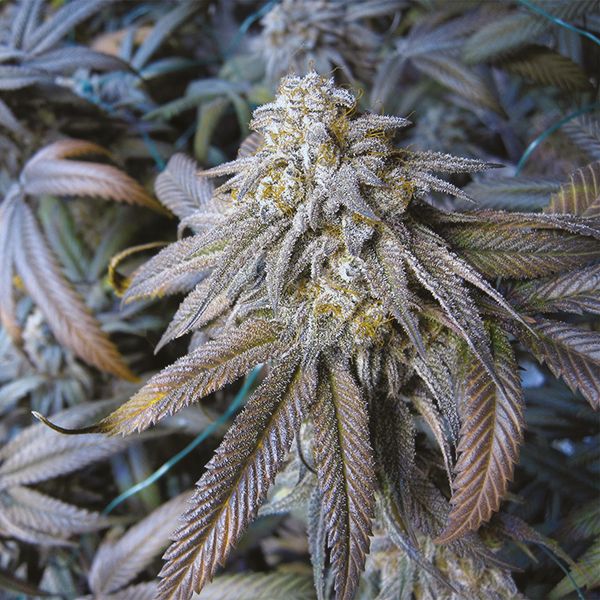 blackberry kush Strain 