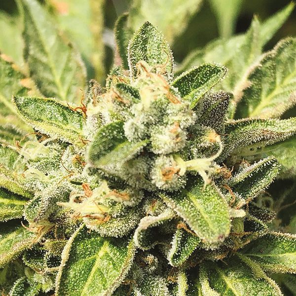 Auto Wedding Cake Fem