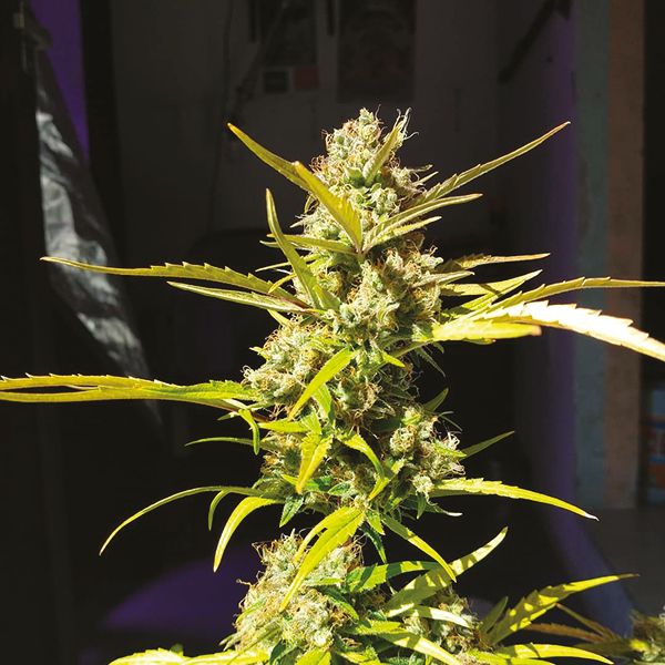 Auto Northern Lights Fem Auto Northern Lights Fem