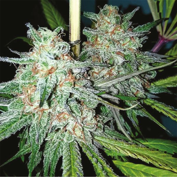 Purple Kush x Mazar Fem Purple Kush x Mazar Fem