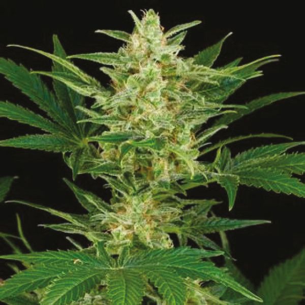 Critical Jack Fem Critical Jack Fem