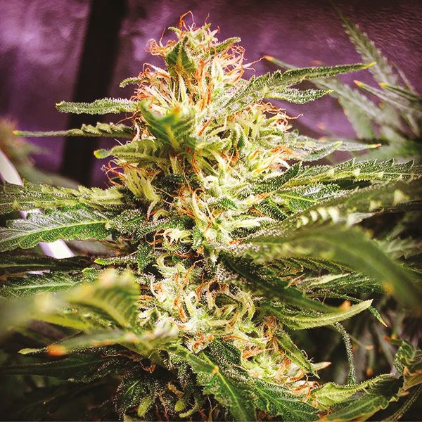 Trainwreck Fem Trainwreck Fem