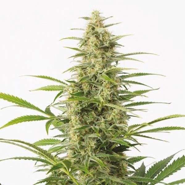 Auto Sour Diesel Seeds USA 